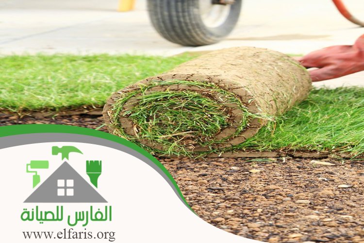 تركيب عشب في أم القيوين